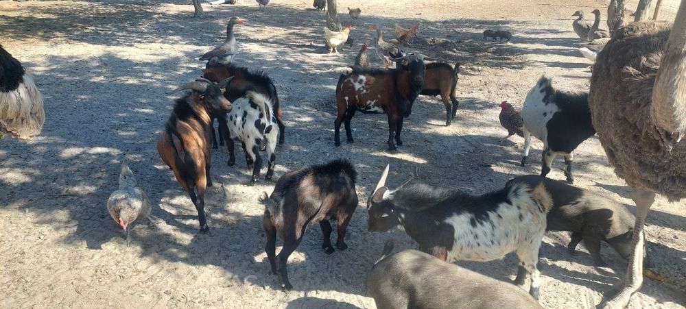 Animais de quinta 5€\kg