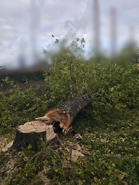 Wycinka drzew arborysta przycinka prace wysokościowe odśnieżanie