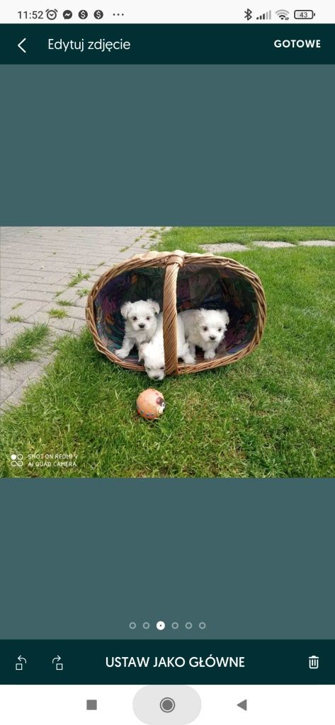 Sprzedam suczkę maltańczyka