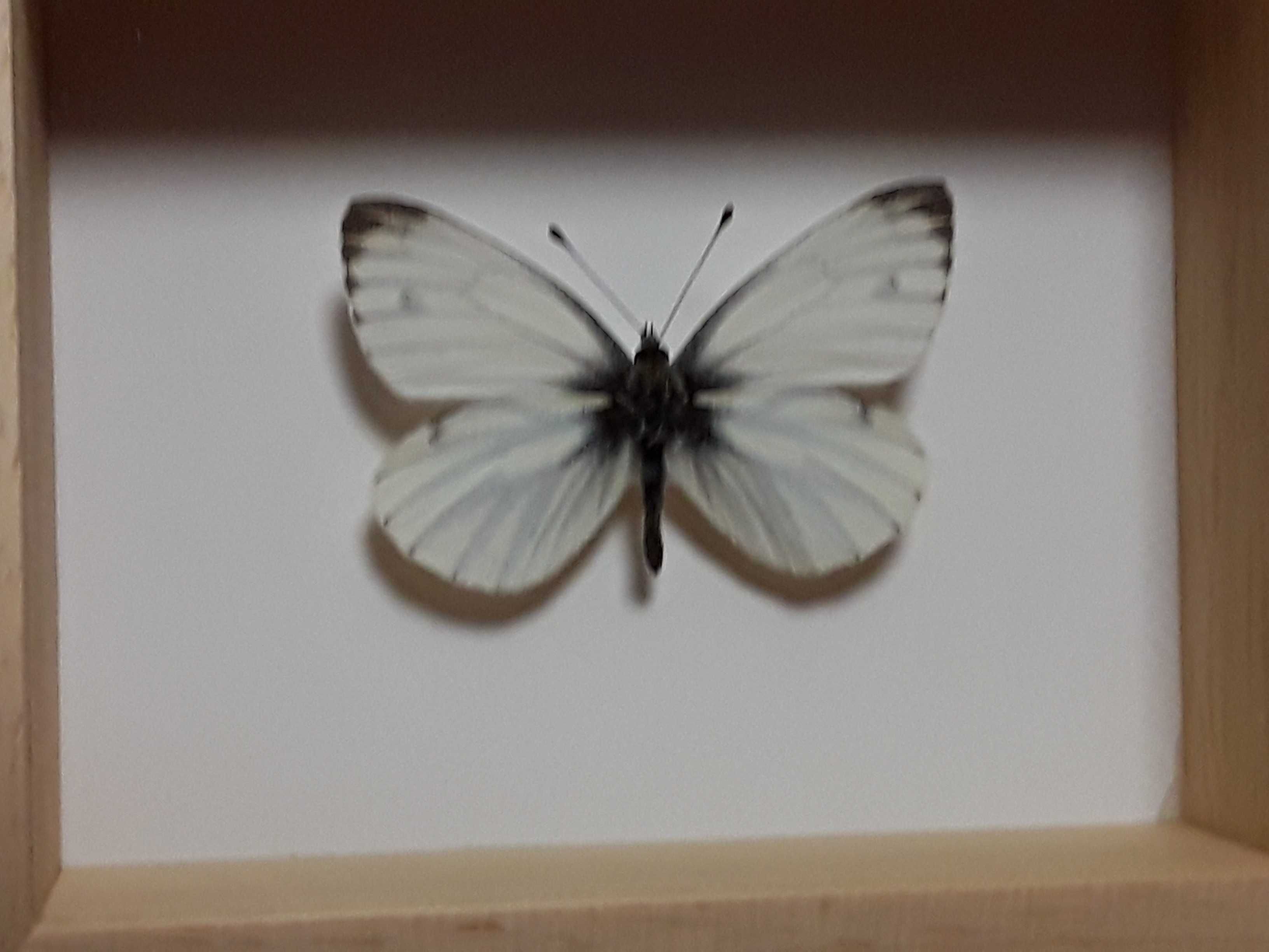 Motyl w ramce 8 x 10 cm . Pieris napi - ( Bielinek bytomkowiec ) .