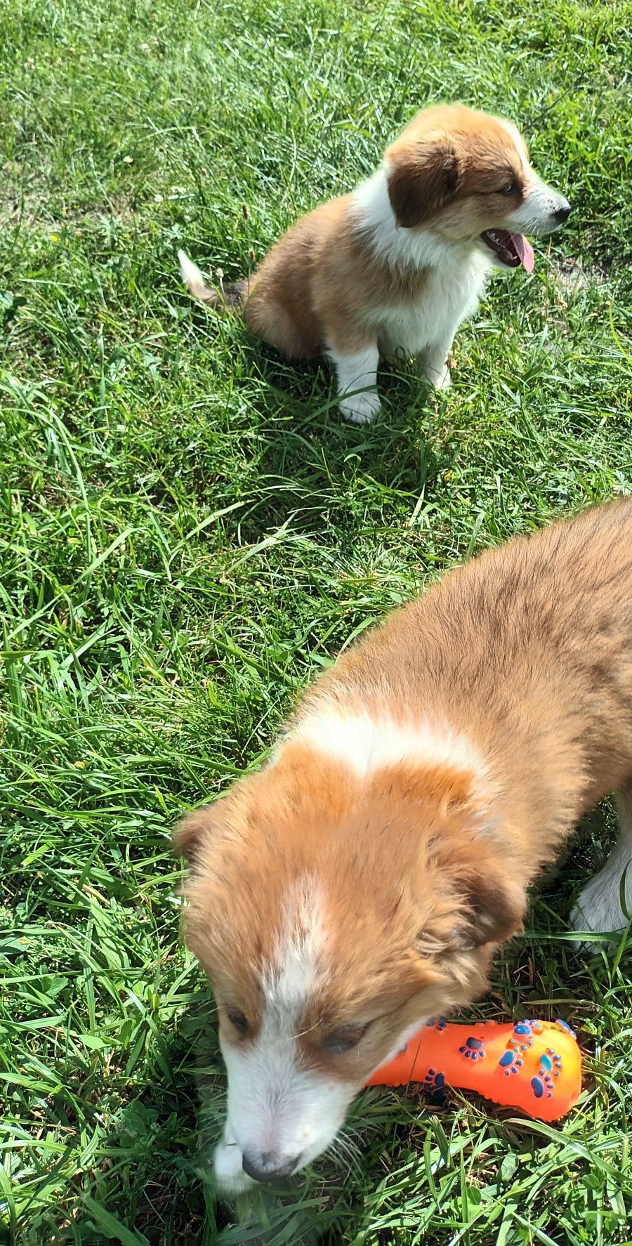 Border Collie suczka