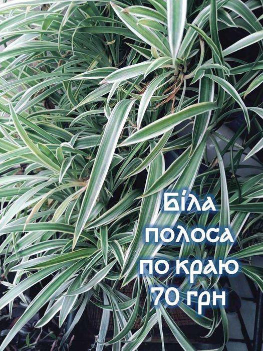Хлорофітум Хохлатий та Кучерявий Боні Паучок Сімейне Щастя