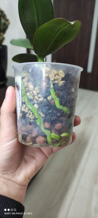 Продам мини орхидею