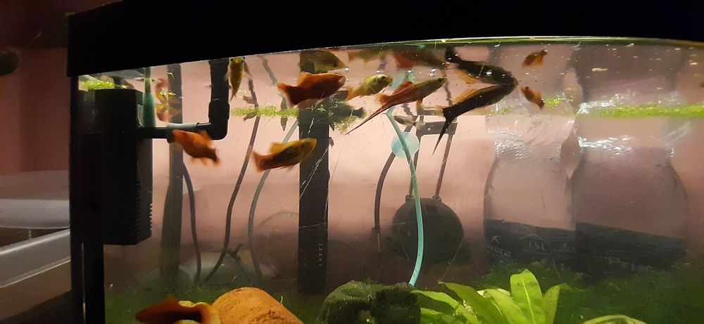 Sprzedam rybki akwariowe