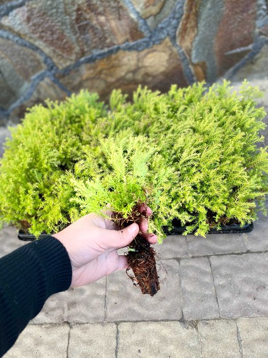 Тедді ГОЛАНДІЯ Кипарисовики Ялівці Гортензія Брабант Голд Хіксі  Хіллі