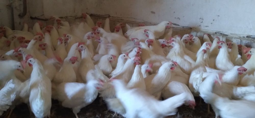 Kury Nioski Leghorn 24 tygodnie! Wysyłka!