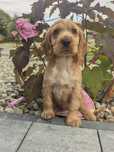 Śliczny szczeniak cocker spaniel