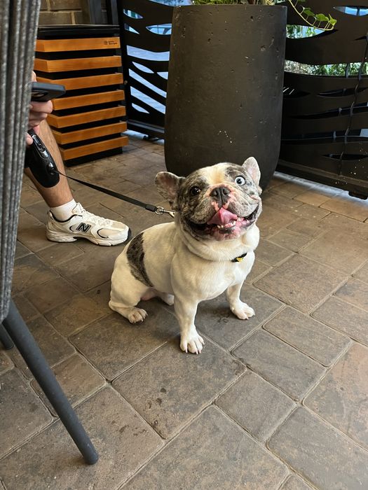 французский бульдог вязка