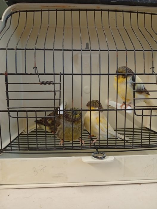 Canarios gloster 2025