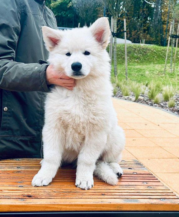 Biały Owczarek Szwajcarski