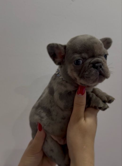 Menino Buldog Frances