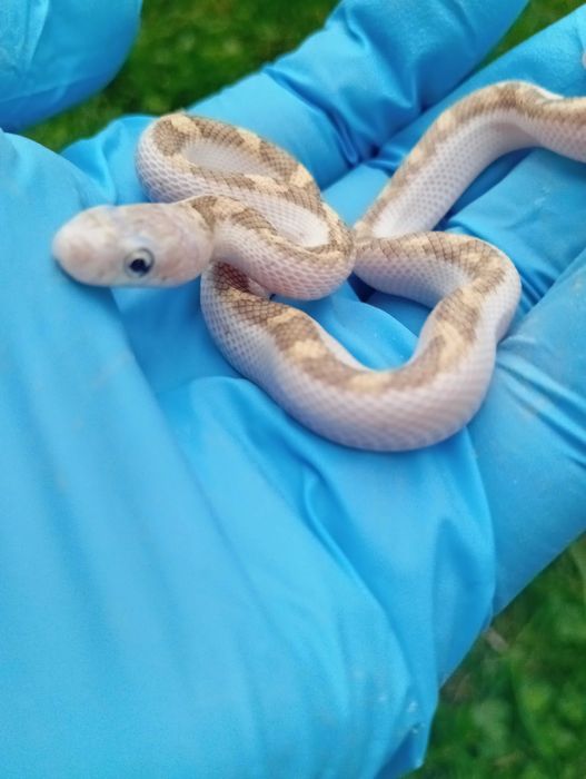 Pantherophis obsoletus white sided