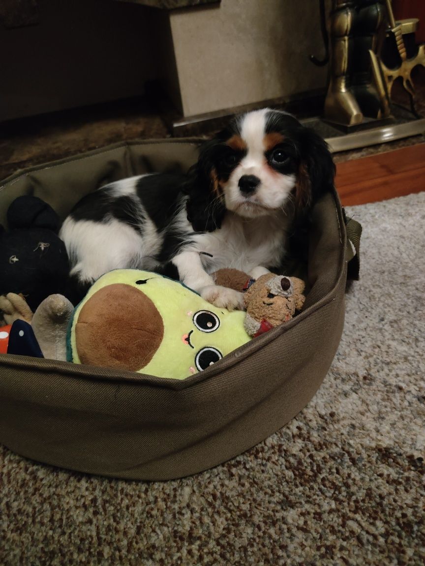 Cavalier King Charles spaniel