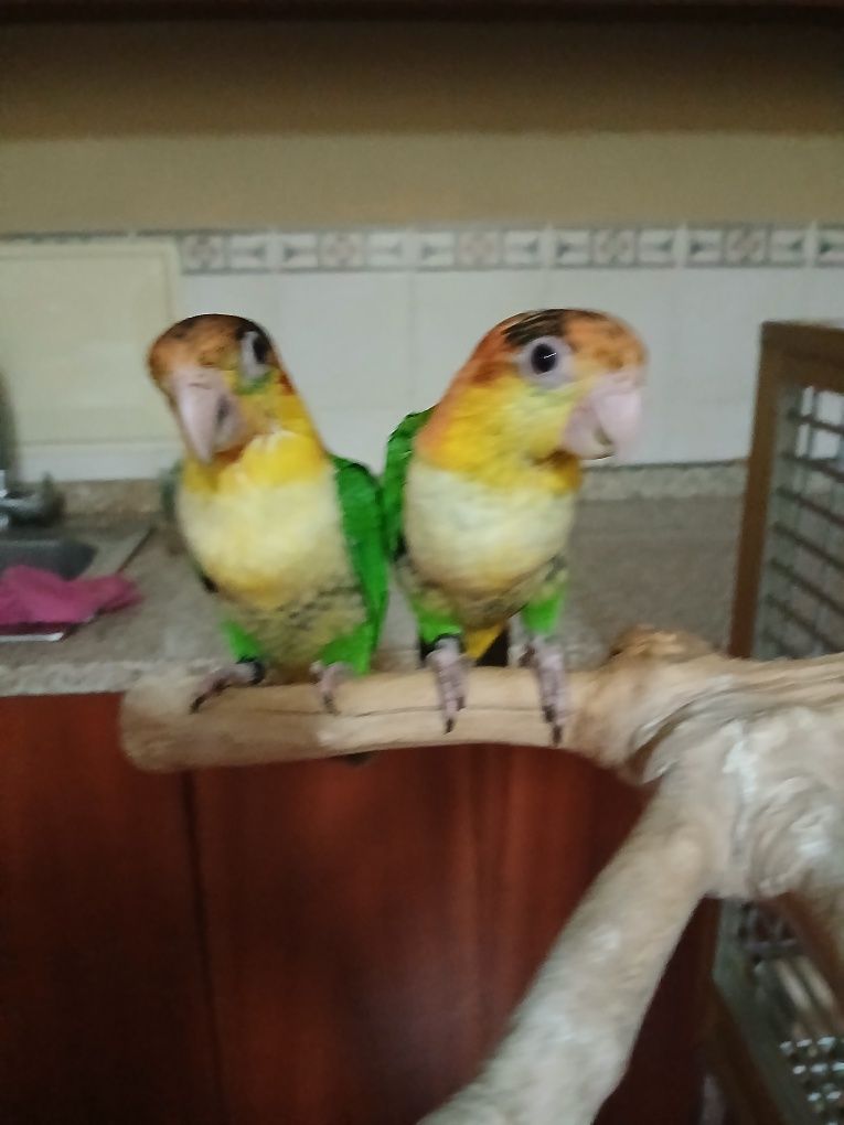 Casal de Pionites leucogaster leucogaster