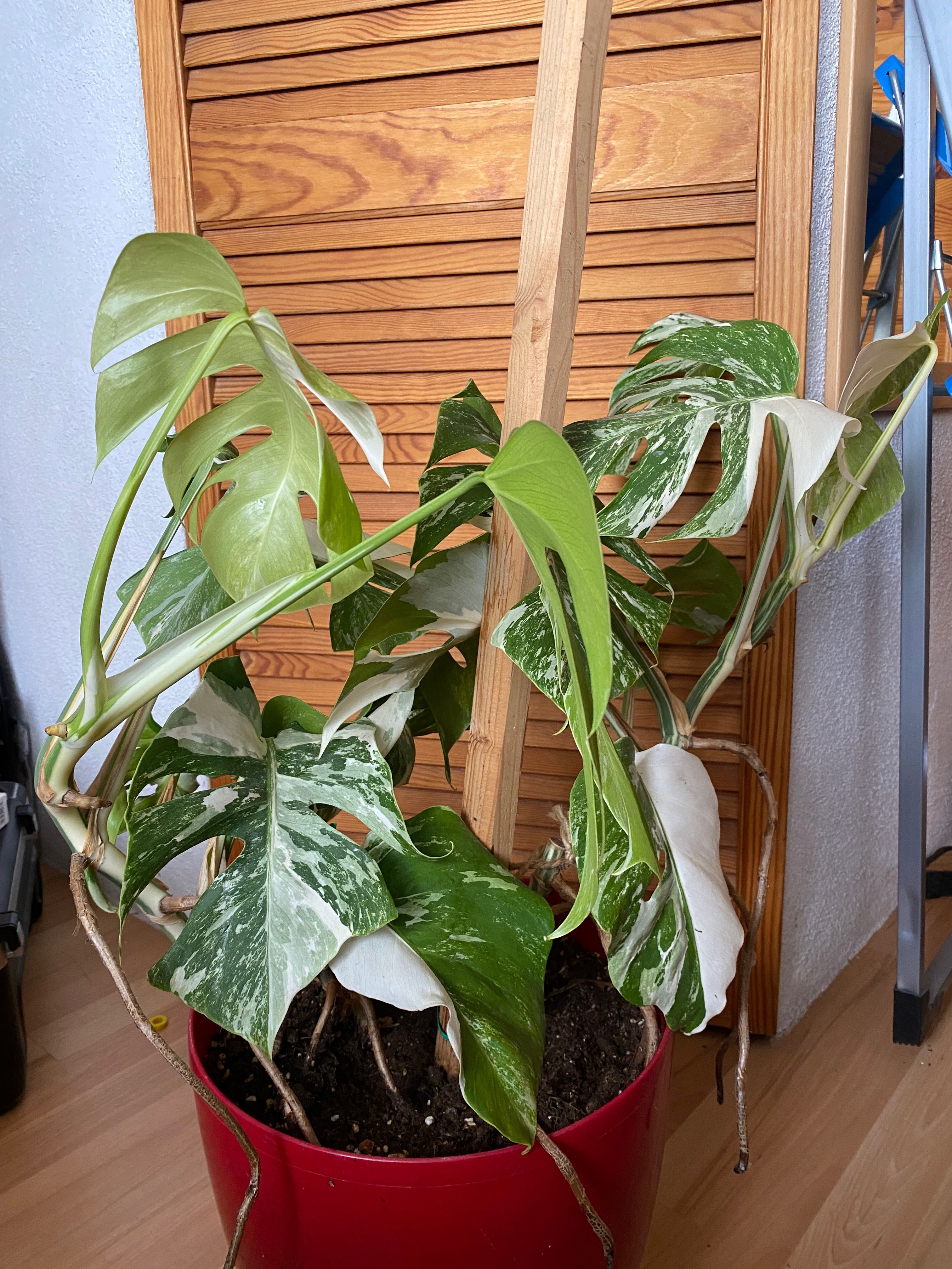 Monstera variegata 14 liści