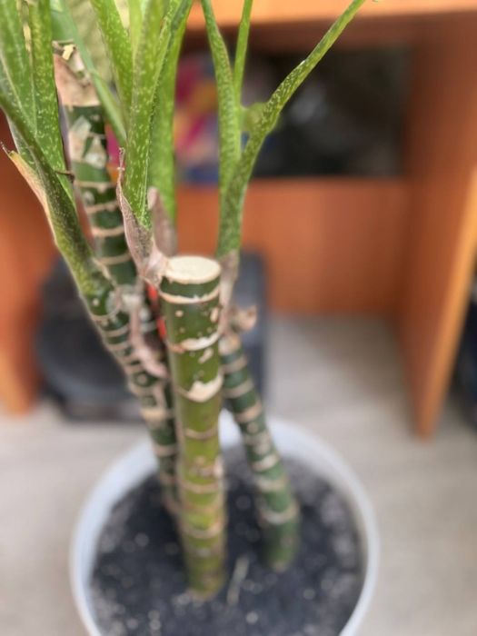 Дифенбахія (Dieffenbachia), диффенбахія кімнатна офісна рослина