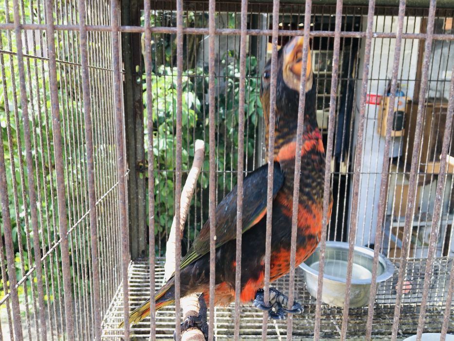 Loris Fuscata fêmea 2025