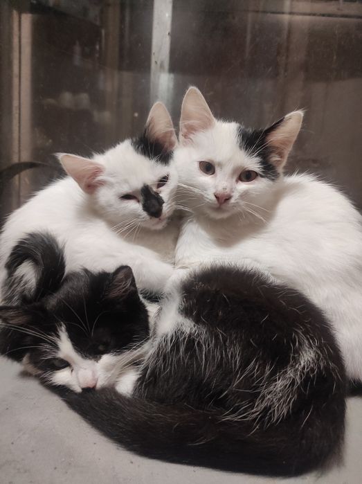 Прекрасные котики ищут семью, бесплатно!!
