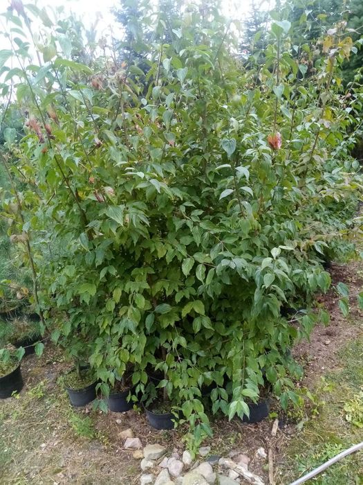 dereń jadalny - wys. 150cm - 200cm - 100szt.