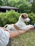 Piesek szczeniak Jack Russell Terrier z Rodowodem gotowy do odbioru