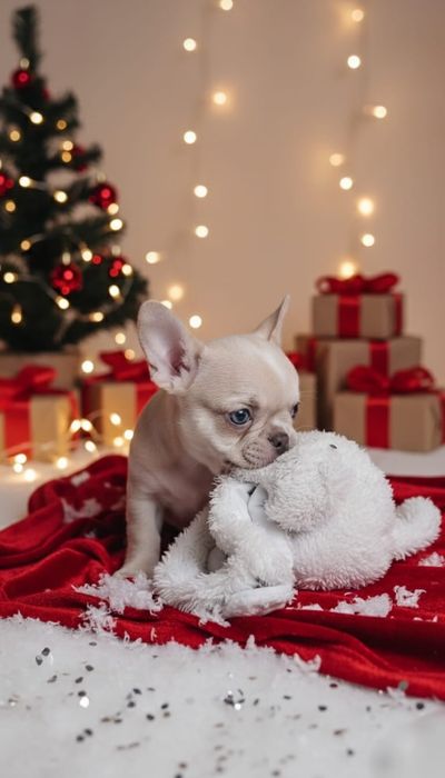 Bulldog francês  macho excelente