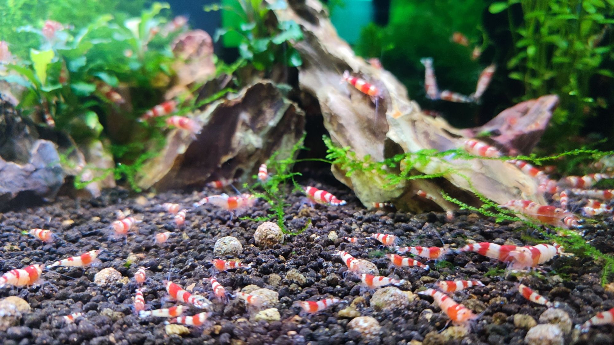 Camarões caridina Crystal red