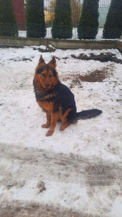 Suka owczarka niemieckiego długowłosego