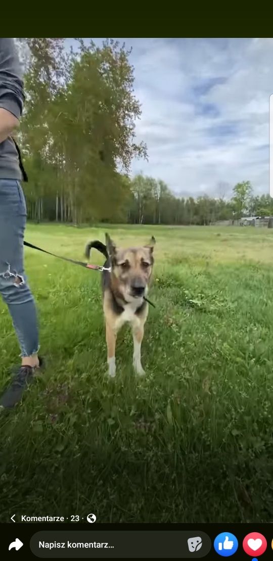 Maks pilnie szuka domu - Likwidacja schroniska! Ostatnie dni!!