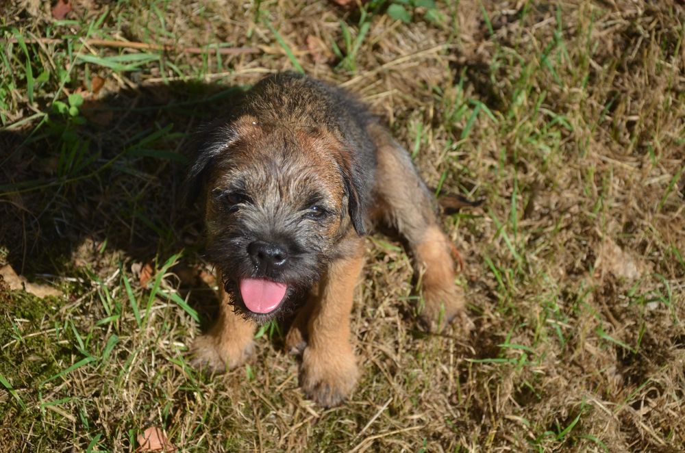 Border Terrier szczenię ZKwP, FCI, samiec, TRAMP