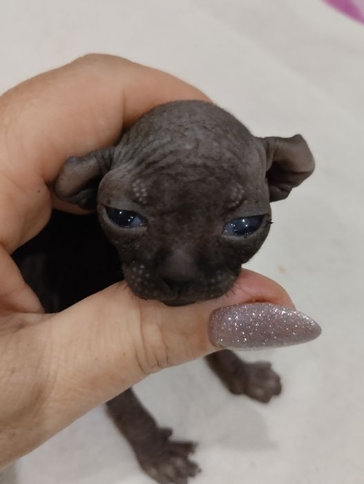 Канадские сфинксы,голубые эльфы