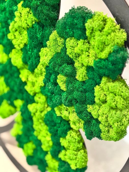 Mech chrobotek czterolistna koniczyna 40 cm