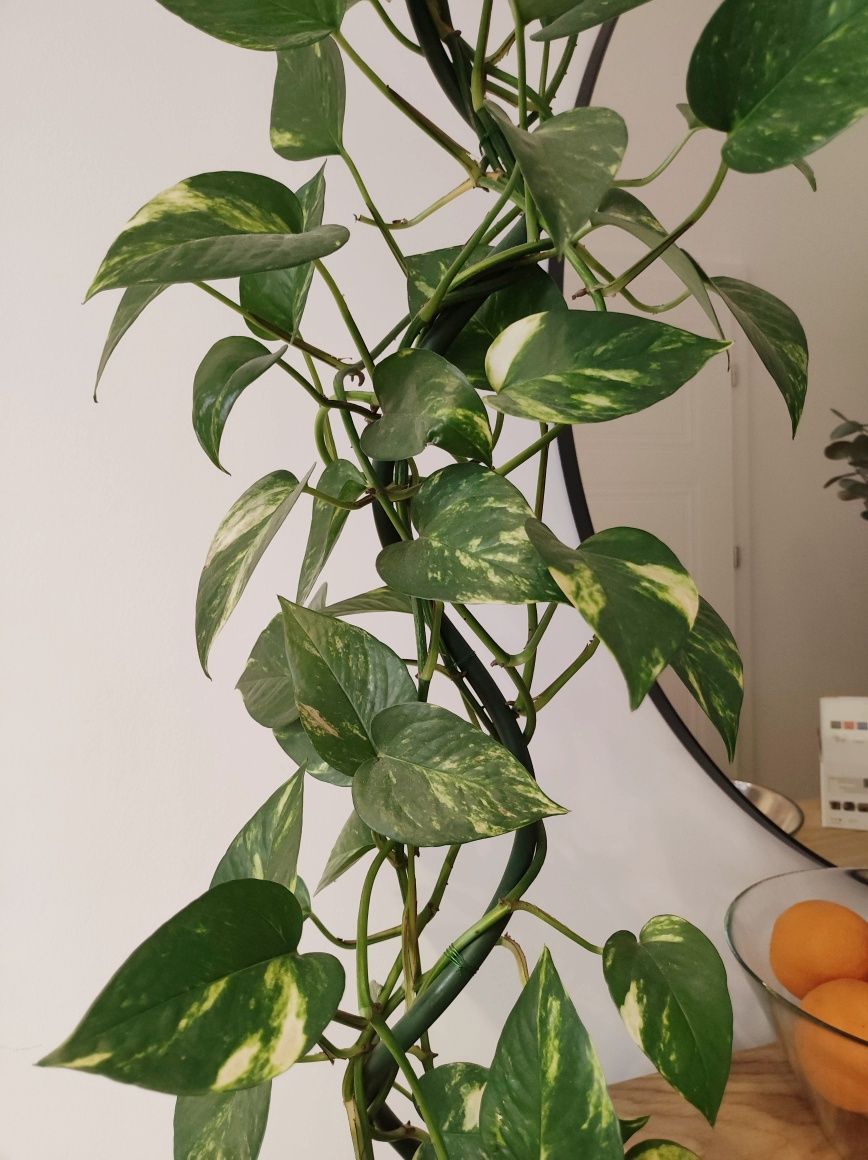 Roślina epipremnum w doniczce 180cm