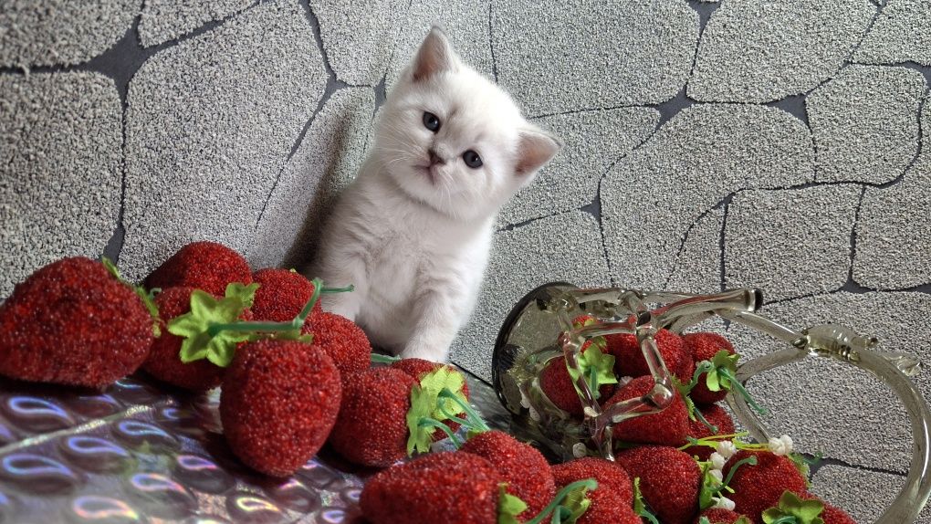Нежные шотландские котята