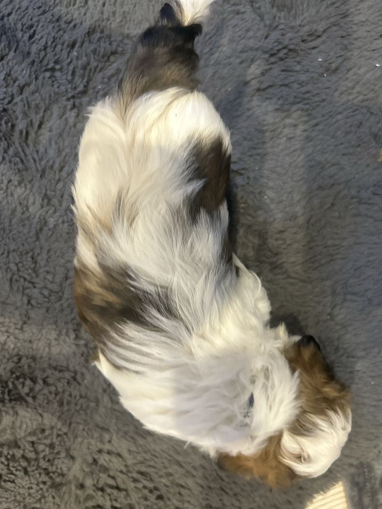 Shih tzu rezerwacja