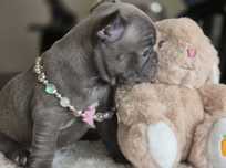 Bulldog francês Blue exelente porte