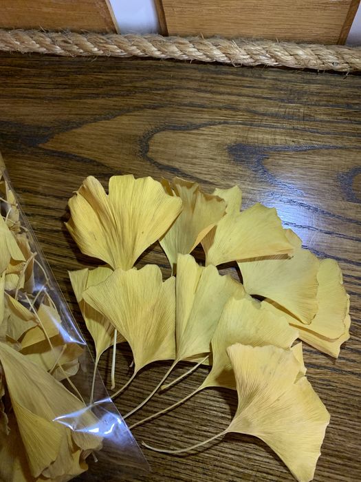 Листя Гінкго Білоба