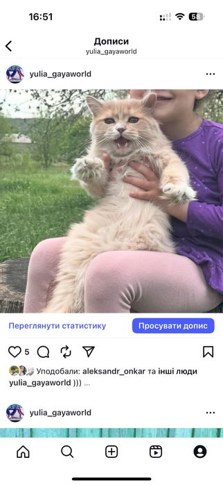 Котик Британец Длинношерстный 1год Кастрирован
