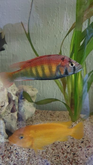 Macho adulto nyererei