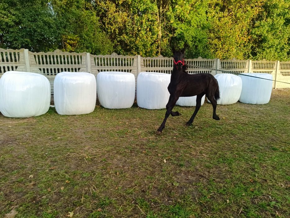 Fryzyjska,fryz,, klacz KFPS. Możliwość transportu