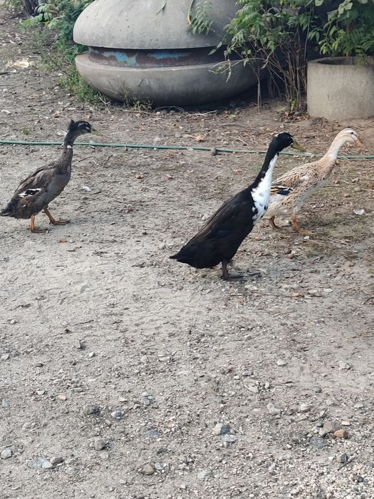 Kaczki Biegusy, Staropolskie, piżmowe