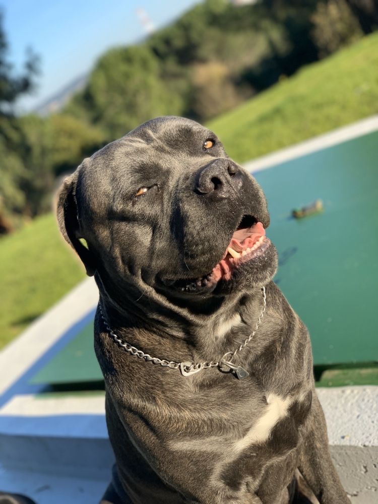 Cane corso p/acasalar