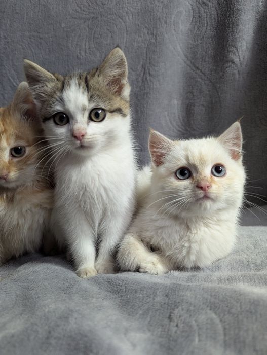 Кошенята шукають домівку