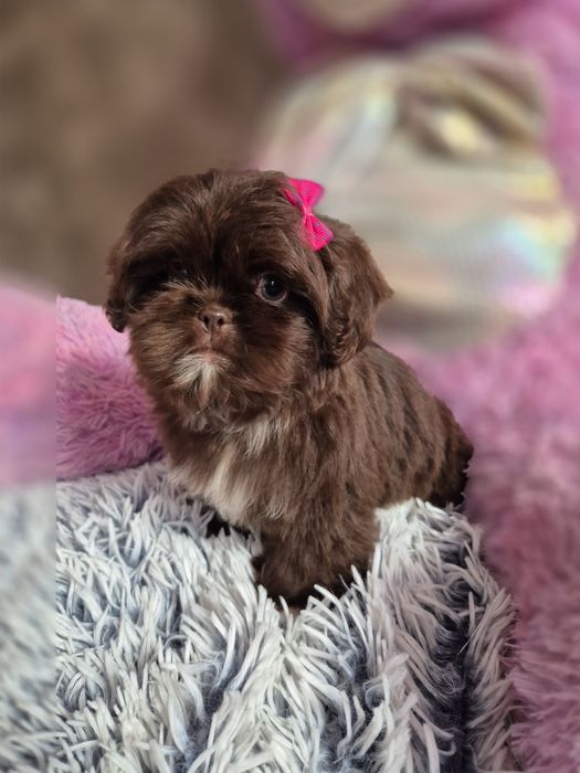 Przepiękna czekoladowa sunia Shih-Tzu gotowa do odbioru