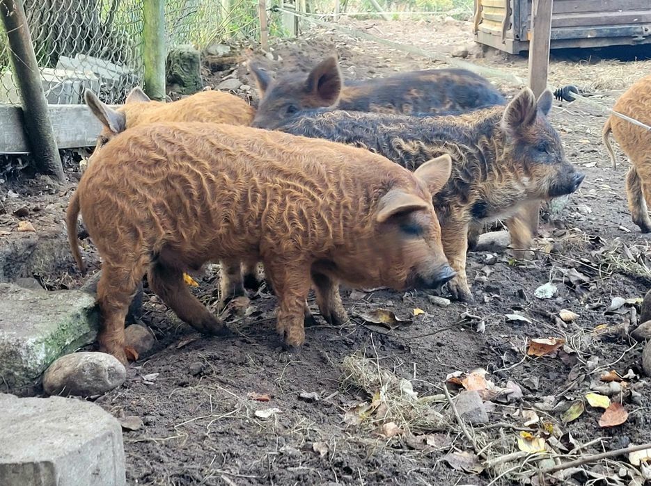 Świnie prosiaki mangalica świnia łąkowa