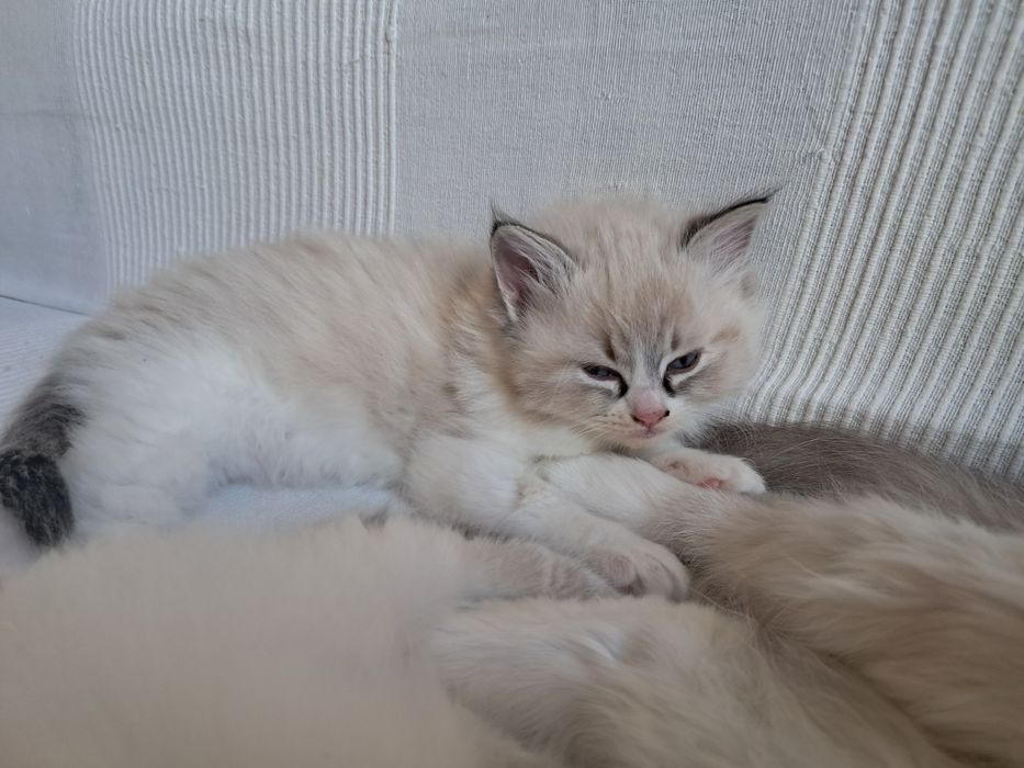 Biały słodziak kocurek Ragdoll