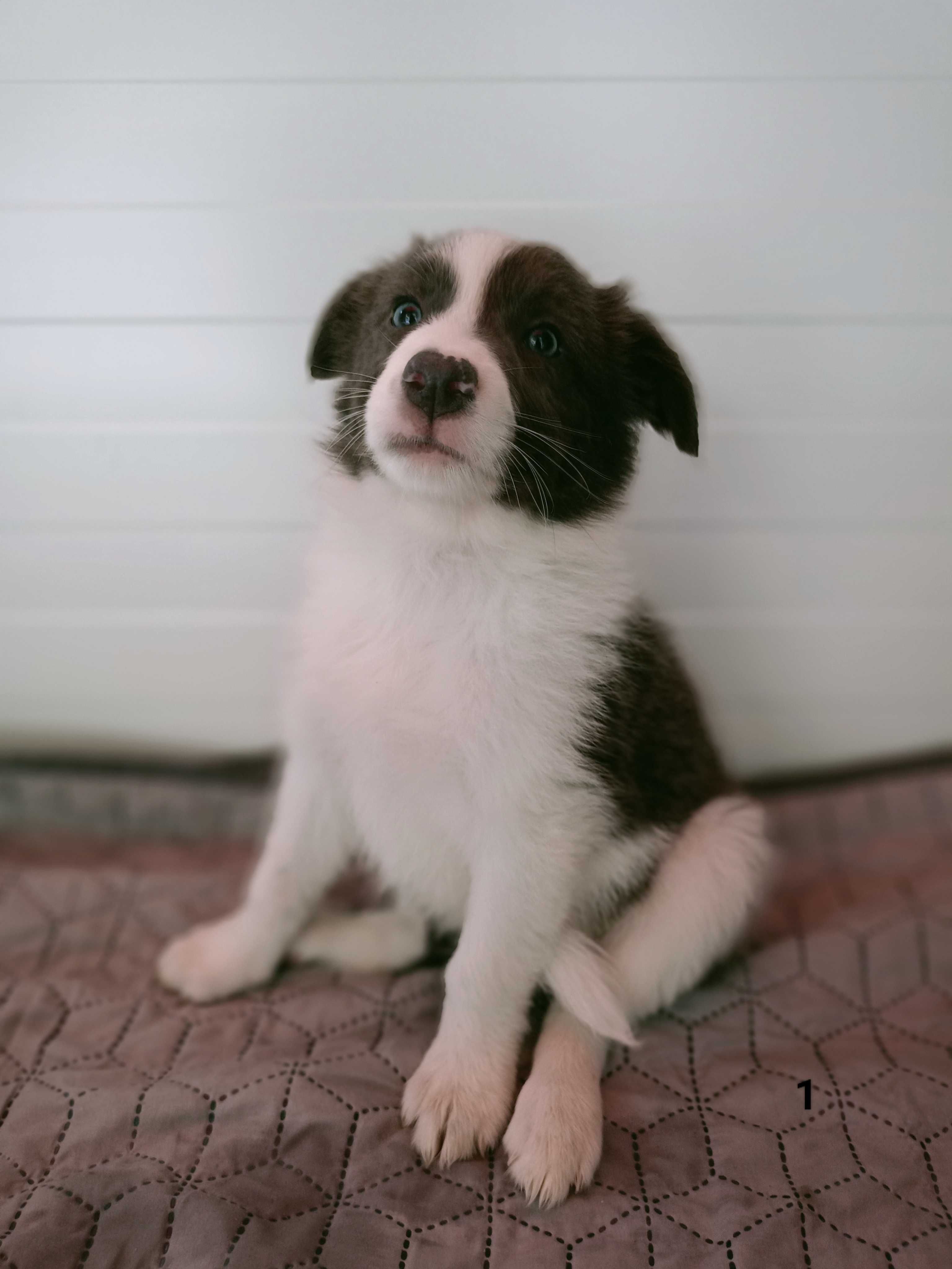 Border Collie suczka niebiesko-biała