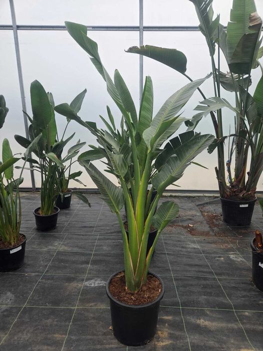 Strelitzia Augusta (nicolai) 180 cm. Strelicja biała