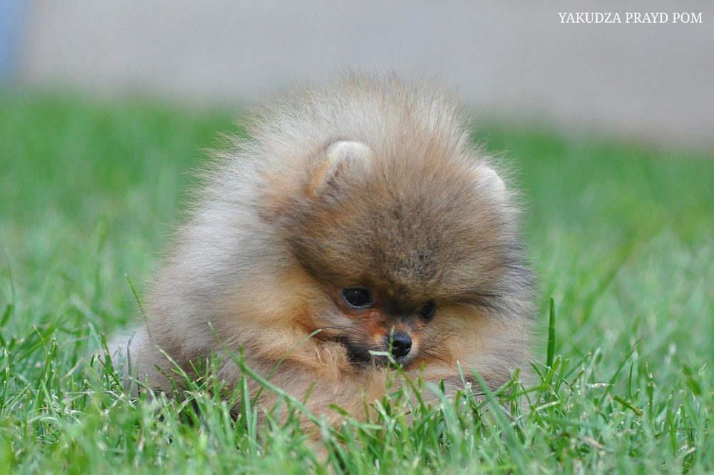 До уваги красень Кузя