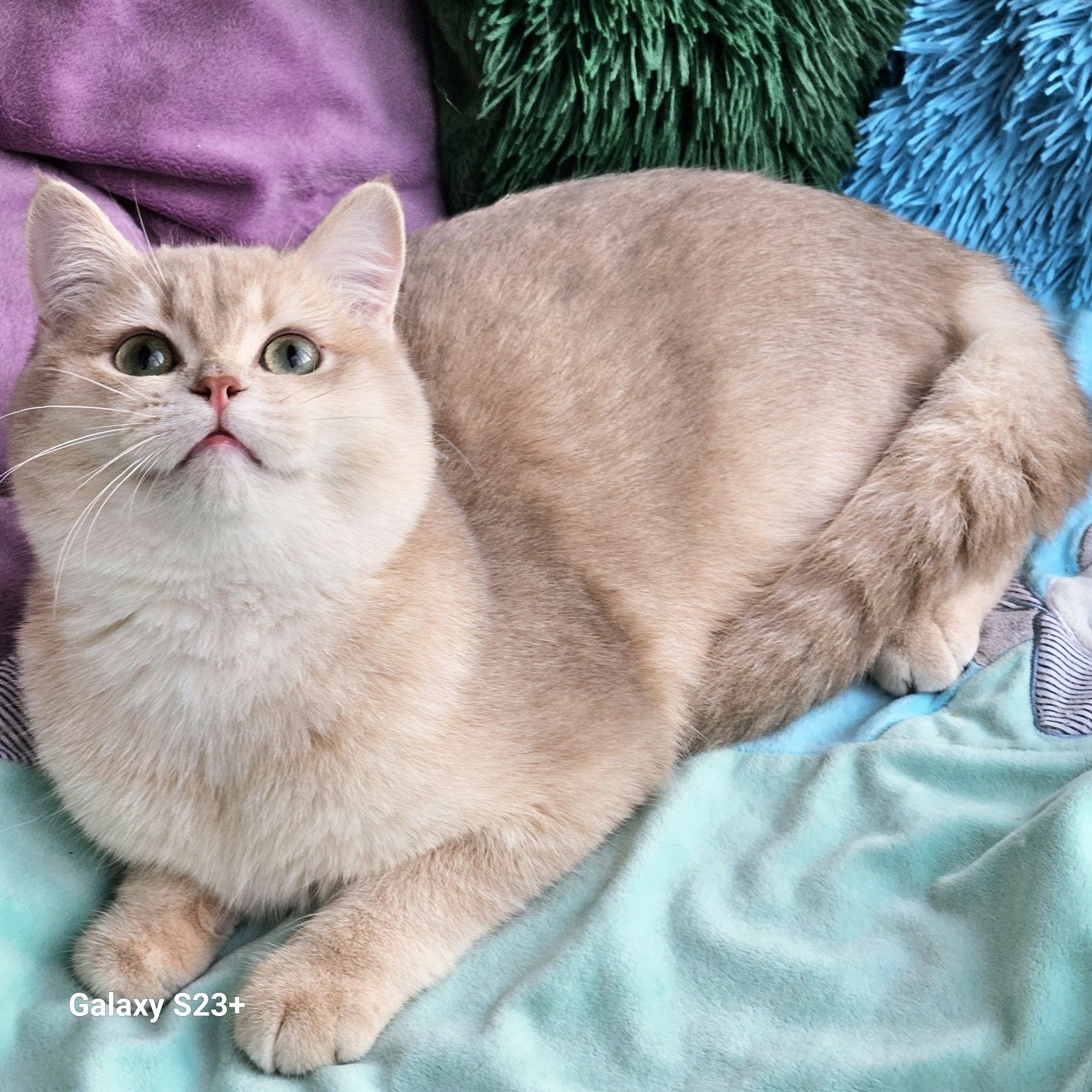 Золотая британская шиншилла кот котята котик хлопчик лиловый