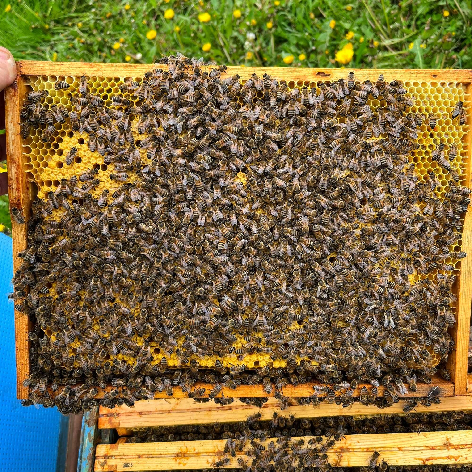 Miód wielokwiatowy leśny PASIEKA BURSZTYN